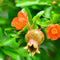Plant in a Box - Punica Granatum - Set van 3 - Granaatappel tuinplanten - Pot 9cm - Hoogte - 25-40cm