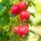 Plant in a Box - Punica Granatum - Set van 3 - Granaatappel tuinplanten - Pot 9cm - Hoogte - 25-40cm
