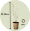 Plant in a Box - Punica Granatum - Set van 3 - Granaatappel tuinplanten - Pot 9cm - Hoogte - 25-40cm