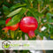 Plant in a Box - Punica Granatum - Set van 6 - Granaatappel winterharde tuinplanten - Pot 9cm - Hoogte - 25-40cm