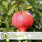 Plant in a Box - Punica Granatum - Set van 6 - Granaatappel winterharde tuinplanten - Pot 9cm - Hoogte - 25-40cm