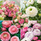 Plant in a Box - Ranunculus - Mix van 40 - Ranunculus bloembollen - Pastelkleuren - Zomerbloeiers - Knollen - Verschillende kleuren