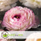 Plant in a Box - Ranunculus - Mix van 40 - Ranunculus bloembollen - Pastelkleuren - Zomerbloeiers - Knollen - Verschillende kleuren