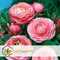 Plant in a Box - Ranunculus - Mix van 40 - Ranunculus bloembollen - Pastelkleuren - Zomerbloeiers - Knollen - Verschillende kleuren