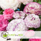 Plant in a Box - Ranunculus - Mix van 40 - Ranunculus bloembollen - Pastelkleuren - Zomerbloeiers - Knollen - Verschillende kleuren
