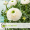 Plant in a Box - Ranunculus - Mix van 40 - Ranunculus bloembollen - Pastelkleuren - Zomerbloeiers - Knollen - Verschillende kleuren