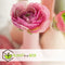 Plant in a Box - Ranunculus - Mix van 40 - Ranunculus bloembollen - Pastelkleuren - Zomerbloeiers - Knollen - Verschillende kleuren