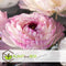 Plant in a Box - Ranunculus - Mix van 40 - Ranunculus bloembollen - Pastelkleuren - Zomerbloeiers - Knollen - Verschillende kleuren