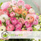 Plant in a Box - Ranunculus - Mix van 40 - Ranunculus bloembollen - Pastelkleuren - Zomerbloeiers - Knollen - Verschillende kleuren