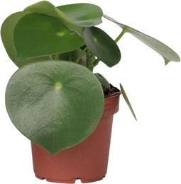 Plant in a Box - Regendruppelplant - Peperomia Polybotrya - Hoogte 20-30cm - Pot 12cm - Kamerplant - Groen