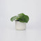Plant in a Box - Regendruppelplant - Peperomia Polybotrya - Hoogte 20-30cm - Pot 12cm - Kamerplant - Groen