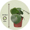 Plant in a Box - Regendruppelplant - Peperomia Polybotrya - Hoogte 20-30cm - Pot 12cm - Kamerplant - Groen