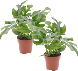 Plant in a Box - Rhaphidophora Tetrasperma - Set van 2 - Monstera minima - Groene kamerplant - Pot 12cm - Hoogte 20-30cm