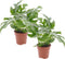Plant in a Box - Rhaphidophora Tetrasperma - Set van 2 - Monstera minima - Groene kamerplant - Pot 12cm - Hoogte 20-30cm