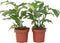 Plant in a Box - Rhaphidophora Tetrasperma - Set van 2 - Monstera minima - Groene kamerplant - Pot 12cm - Hoogte 20-30cm