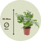 Plant in a Box - Rhaphidophora Tetrasperma - Set van 2 - Monstera minima - Groene kamerplant - Pot 12cm - Hoogte 20-30cm