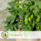 Plant in a Box - Rhaphidophora Tetrasperma - Set van 2 - Monstera minima - Groene kamerplant - Pot 12cm - Hoogte 20-30cm