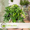 Plant in a Box - Rhaphidophora Tetrasperma - Set van 2 - Monstera minima - Groene kamerplant - Pot 12cm - Hoogte 20-30cm