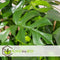 Plant in a Box - Rhaphidophora Tetrasperma - Set van 2 - Monstera minima - Groene kamerplant - Pot 12cm - Hoogte 20-30cm
