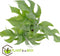 Plant in a Box - Rhaphidophora Tetrasperma - Set van 2 - Monstera minima - Groene kamerplant - Pot 12cm - Hoogte 20-30cm