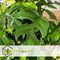Plant in a Box - Rhaphidophora Tetrasperma - Set van 2 - Monstera minima - Groene kamerplant - Pot 12cm - Hoogte 20-30cm