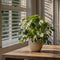 Plant in a Box - Rhaphidophora Tetrasperma - Set van 2 - Monstera minima - Groene kamerplant - Pot 12cm - Hoogte 20-30cm
