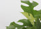 Plant in a Box - Rhaphidophora Tetrasperma - Set van 2 - Monstera minima - Groene kamerplant - Pot 12cm - Hoogte 20-30cm