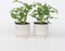 Plant in a Box - Rhaphidophora Tetrasperma - Set van 2 - Monstera minima - Groene kamerplant - Pot 12cm - Hoogte 20-30cm