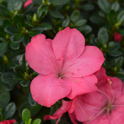 Plant in a Box - Rhododendron 'Azalea Anouk' - Set van 2 - Wintergroene Japanse Azalea - Pot 17cm - Hoogte 25-40cm