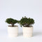 Plant in a Box - Rhododendron 'Azalea Anouk' - Set van 2 - Wintergroene Japanse Azalea - Pot 17cm - Hoogte 25-40cm