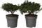 Plant in a Box - Rhododendron 'Azalea Anouk' - Set van 2 - Wintergroene Japanse Azalea - Pot 17cm - Hoogte 25-40cm