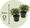 Plant in a Box - Rhododendron 'Azalea Anouk' - Set van 2 - Wintergroene Japanse Azalea - Pot 17cm - Hoogte 25-40cm