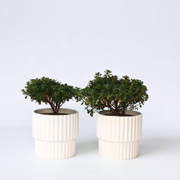Plant in a Box - Rhododendron 'Azalea Anouk' - Set van 4 - Wintergroene Japanse Azalea - Pot 17cm - Hoogte 25-40cm