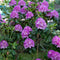 Plant in a Box - Rhododendron Catawbiense purple - paarse Rhodo - Winterharde planten - Paars - Pot 9cm - Hoogte 25-40cm