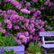 Plant in a Box - Rhododendron Catawbiense purple - paarse Rhodo - Winterharde planten - Paars - Pot 9cm - Hoogte 25-40cm
