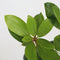 Plant in a Box - Rhododendron Catawbiense purple - paarse Rhodo - Winterharde planten - Paars - Pot 9cm - Hoogte 25-40cm