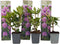 Plant in a Box - Rhododendron Catawbiense purple - paarse Rhodo - Winterharde planten - Paars - Pot 9cm - Hoogte 25-40cm