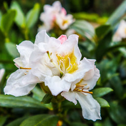 Plant in a Box - Rhododendron Cunningham - Winterharde tuinplanten - Wit - Pot 9cm - Hoogte 25-40cm