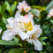 Plant in a Box - Rhododendron Cunningham - Winterharde tuinplanten - Wit - Pot 9cm - Hoogte 25-40cm