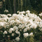 Plant in a Box - Rhododendron Cunningham - Winterharde tuinplanten - Wit - Pot 9cm - Hoogte 25-40cm