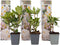 Plant in a Box - Rhododendron Cunningham - Winterharde tuinplanten - Wit - Pot 9cm - Hoogte 25-40cm