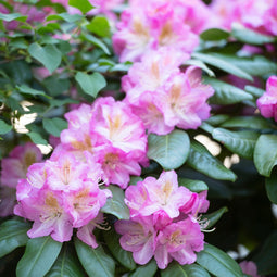 Plant in a Box - Rhododendron Elegans Pink - Roze Rhodo - Winterharde planten - Roze - Pot 9cm - Hoogte 25-40cm