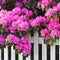 Plant in a Box - Rhododendron Elegans Pink - Roze Rhodo - Winterharde planten - Roze - Pot 9cm - Hoogte 25-40cm