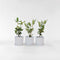 Plant in a Box - Rhododendron Elegans Pink - Roze Rhodo - Winterharde planten - Roze - Pot 9cm - Hoogte 25-40cm