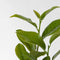 Plant in a Box - Rhododendron Elegans Pink - Roze Rhodo - Winterharde planten - Roze - Pot 9cm - Hoogte 25-40cm