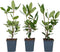 Plant in a Box - Rhododendron Elegans Pink - Roze Rhodo - Winterharde planten - Roze - Pot 9cm - Hoogte 25-40cm