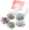 Plant in a Box - Rootless - Echeveria DIY Mix 5 - vijf succulenten voor decoratieve doeleinden - 7 cm