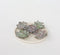 Plant in a Box - Rootless - Echeveria DIY Mix 5 - vijf succulenten voor decoratieve doeleinden - 7 cm