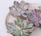 Plant in a Box - Rootless - Echeveria DIY Mix 5 - vijf succulenten voor decoratieve doeleinden - 7 cm