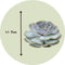 Plant in a Box - Rootless - Echeveria DIY Mix 5 - vijf succulenten voor decoratieve doeleinden - 7 cm
